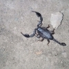 В Пермском крае местные жители обнаружили черного скорпиона