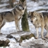 В Прикамье охотники отловили стаю волков, напавшую на овец
