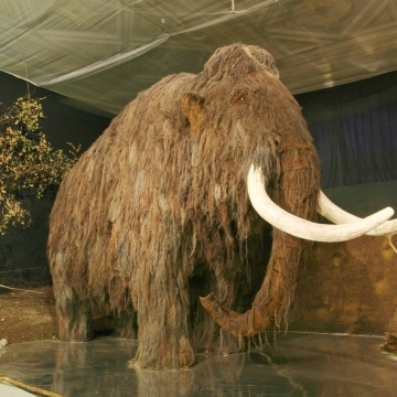 В Перми может появится палеонтологический музей