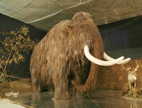 В Перми может появится палеонтологический музей